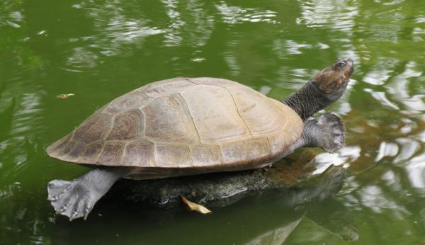 Animales en peligro de extinción en Colombia - 5. Tortuga del Magdalena (Podocnemis lewyana)