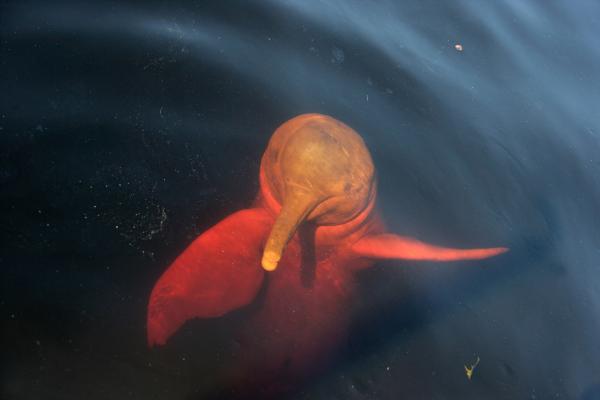 Animales en peligro de extinción en Colombia - 7. Delfín rosado del Amazonas (Inia geoffrensis)