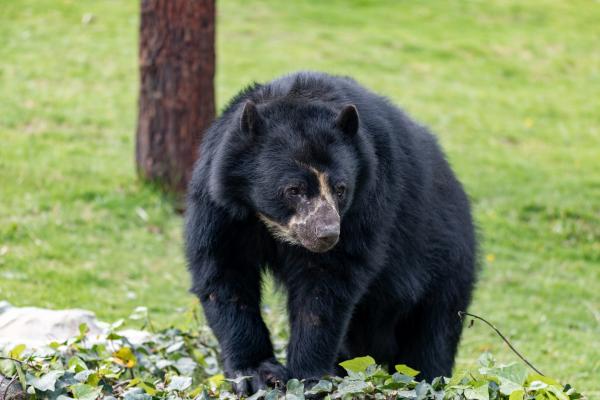 Animales en peligro de extinción en Colombia - 8. Oso andino (Tremarctos ornatus)