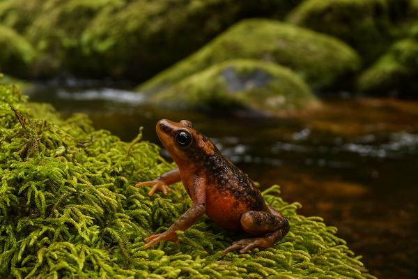 Animales en peligro de extinción en Colombia - 9. Rana arlequín (Atelopus subornatus)