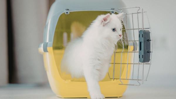 Viajar con tu mascota en Semana Santa: consejos prácticos para proteger su bienestar emocional y evitar el estrés - Cómo preparar a tu mascota para un viaje sin estrés