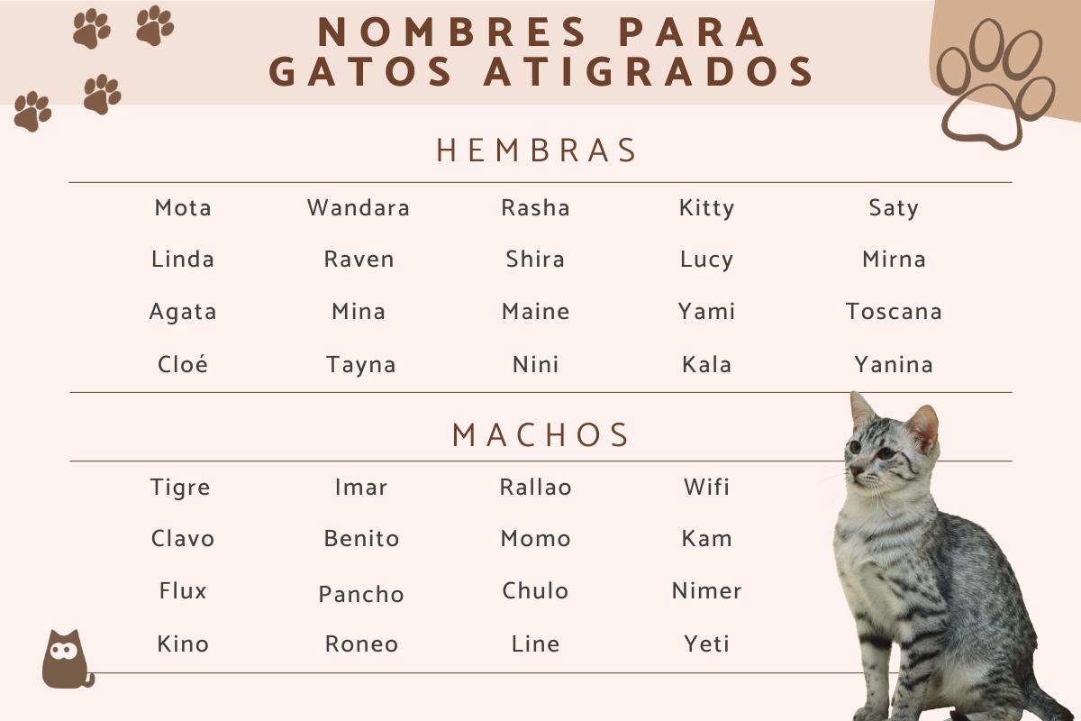 Nombres para gatos atigrados