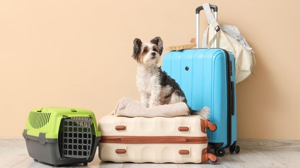 Viajar con tu mascota en Semana Santa: consejos prácticos para proteger su bienestar emocional y evitar el estrés