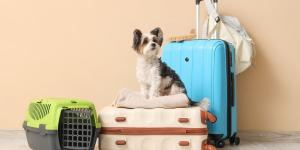 Viajar con tu mascota en Semana Santa: consejos prácticos para proteger su bienestar emocional y evitar el estrés
