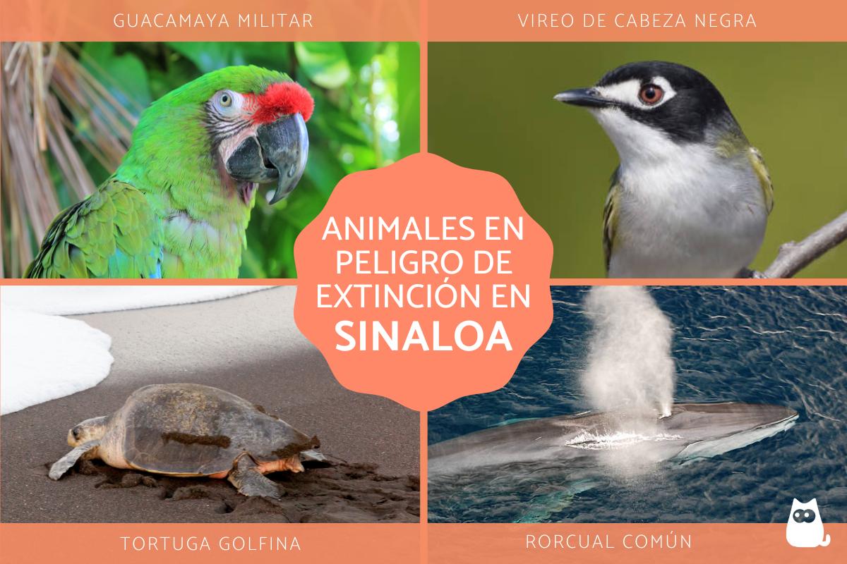 Animales en peligro de extinción en Sinaloa