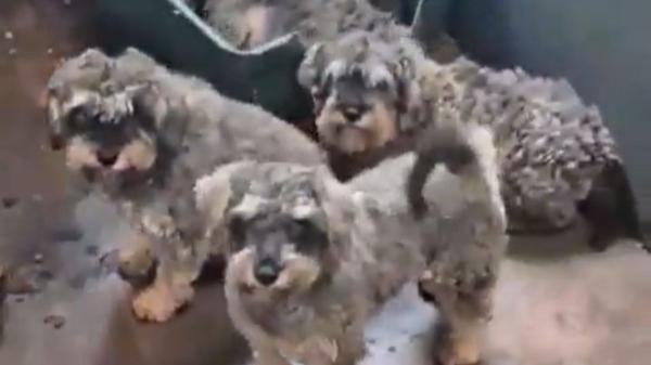 Rescate masivo en Gijón: más de 300 perros salvados de un criadero que los mantenía en condiciones deplorables - Así fue el operativo para salvar a los perros