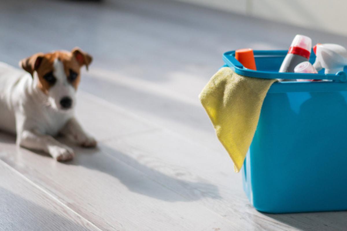 Ingesta e inhalación de lejía en perros - Síntomas y qué hacer