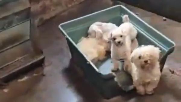 Rescate masivo en Gijón: más de 300 perros salvados de un criadero que los mantenía en condiciones deplorables - Perros con problemas de salud y condiciones deficientes