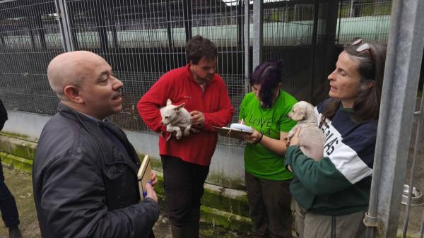 Rescate masivo en Gijón: más de 300 perros salvados de un criadero que los mantenía en condiciones deplorables - Qué pasará ahora con los perros: posible situación de desamparo y adopciones