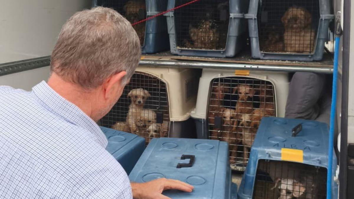 Rescate masivo en Gijón: más de 300 perros salvados de un criadero que los mantenía en condiciones deplorables