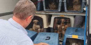 Rescate masivo en Gijón: más de 300 perros salvados de un criadero que los mantenía en condiciones deplorables