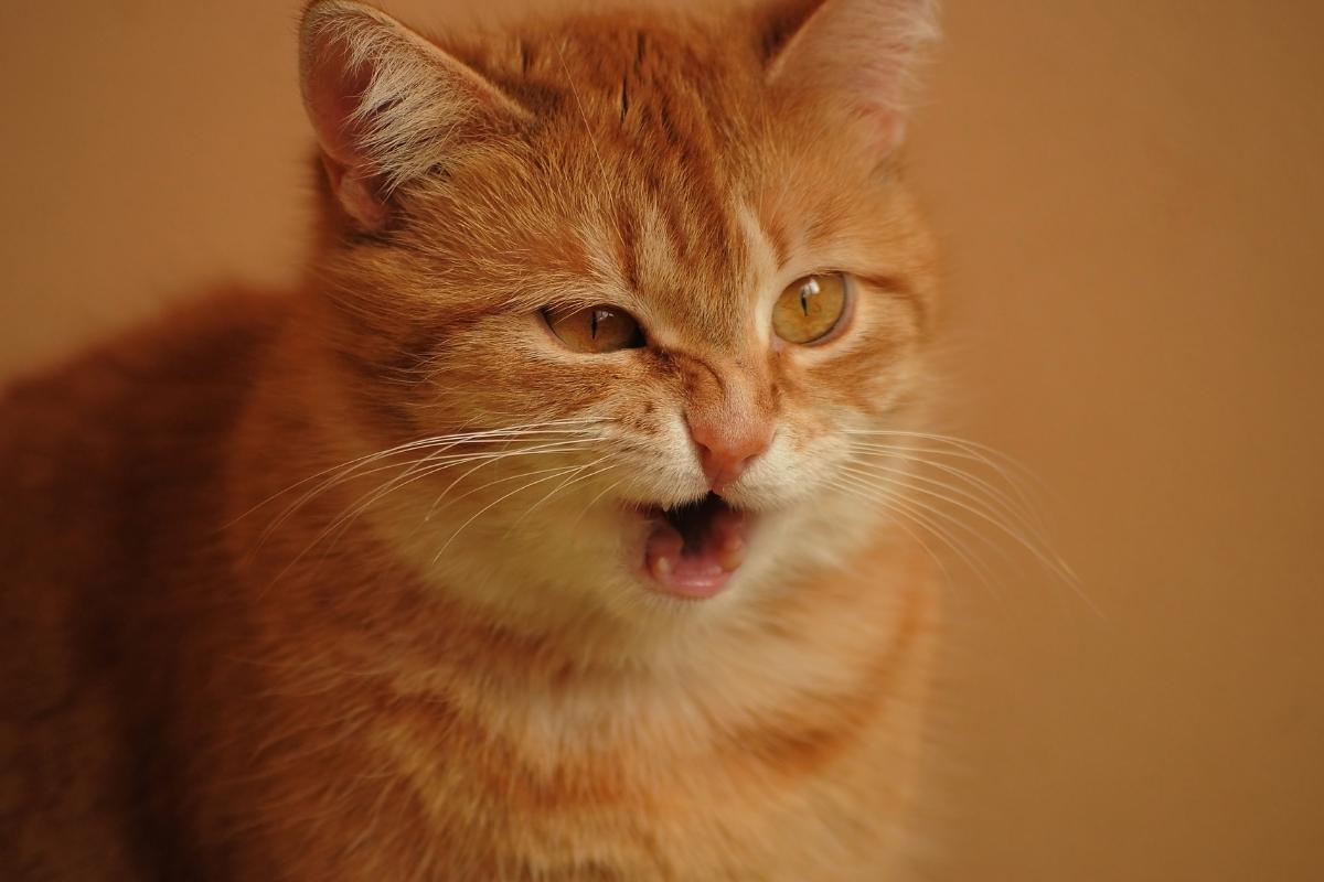 Disnea en gatos - Tratamiento y causas