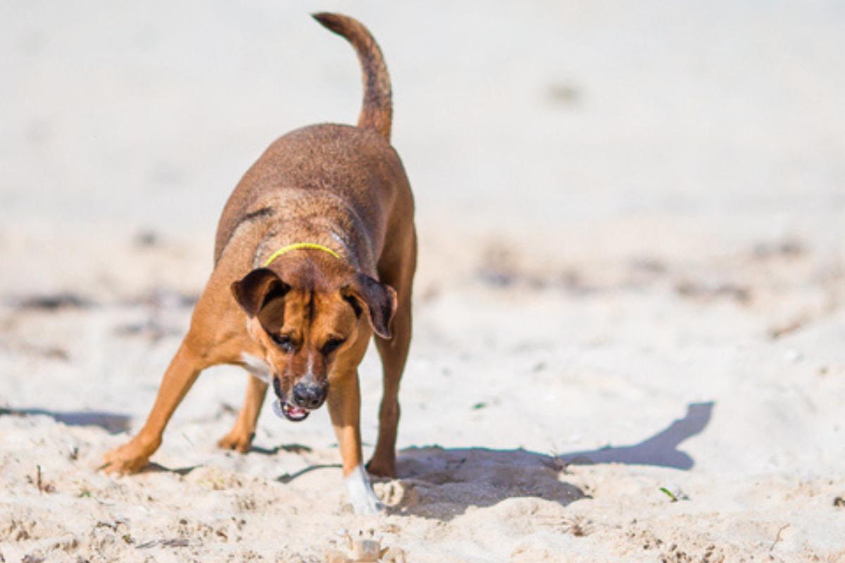 ¿Por qué mi perro come tierra?