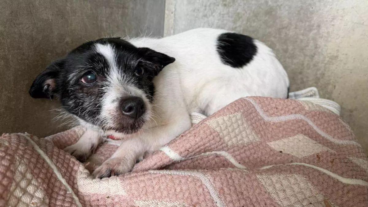 Sira, la perrita testigo de un doble crimen, está aterrada en el albergue municipal de Oviedo