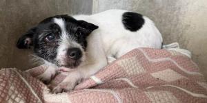 Sira, la perrita testigo de un doble crimen, está aterrada en el albergue municipal de Oviedo