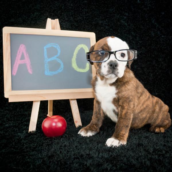 cuánto tiempo se tarda en enseñarle a ir al baño a un bulldog