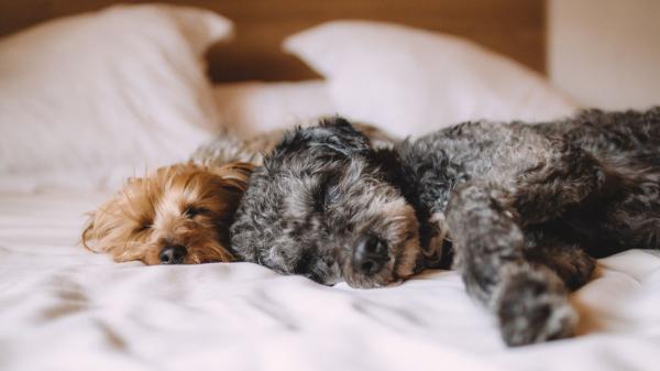 Manuel Liquindoli, educador canino: “Dormir cerca de sus dueños puede aportar seguridad, reducir la necesidad de mantenerse alerta y fortalecer los vínculos” - Dormir cerca de sus dueños puede hacer que muchos perros se sientan más seguros