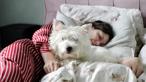 Manuel Liquindoli, educador canino: “Dormir cerca de sus dueños puede aportar seguridad, reducir la necesidad de mantenerse alerta y fortalecer los vínculos” - La ciencia confirma que los perros recuerdan mejor si duermen después de aprender