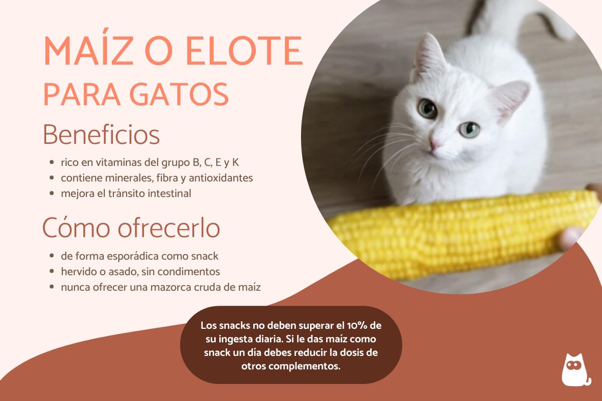 ¿Los gatos pueden comer elote o maíz?