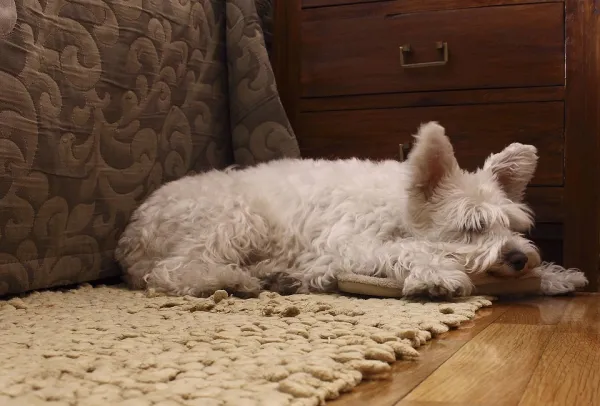 es normal que los perros se muevan mucho mientras duermen