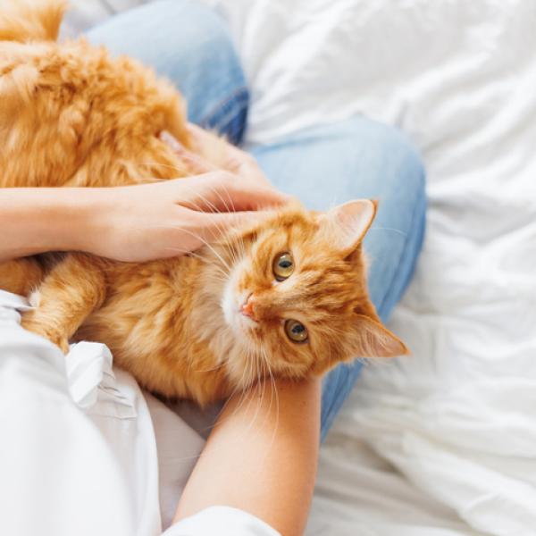 puede un perro amamantar a un gato