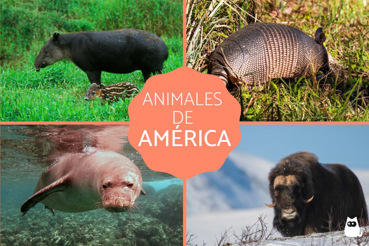 Animales de América