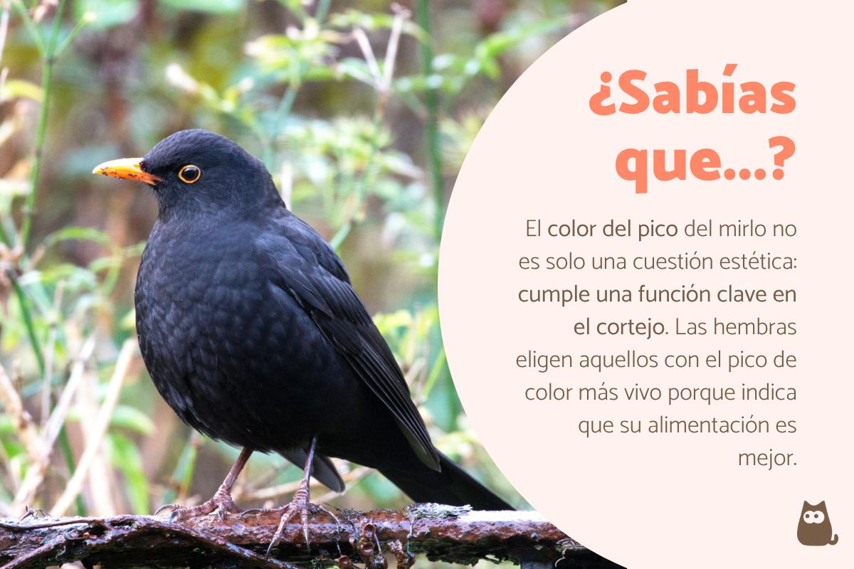 Curiosidades del mirlo