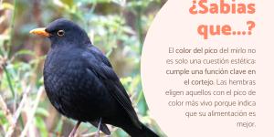 Curiosidades del mirlo