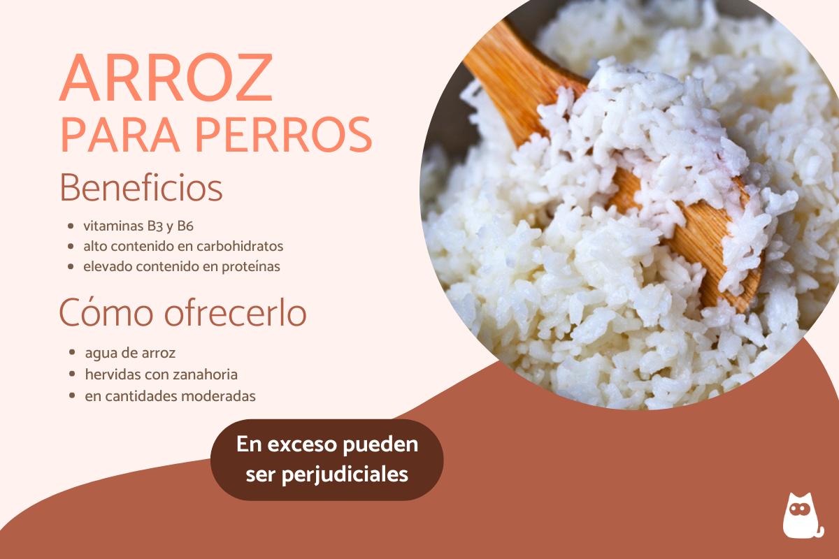 ¿Los perros pueden comer arroz?