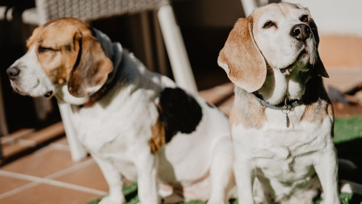 Patricia, educadora canina: “Si tu perro vive cambios de conducta entre los 6 y los 18 meses, seguramente esté pasando la pubertad”