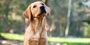 Patricia, educadora canina: “Si tu perro vive cambios de conducta entre los 6 y los 18 meses, seguramente esté pasando la pubertad”