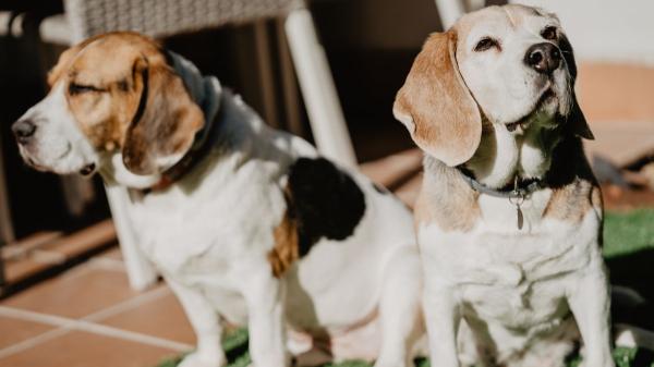 Patricia, educadora canina: “Si tu perro vive cambios de conducta entre los 6 y los 18 meses, seguramente esté pasando la pubertad”