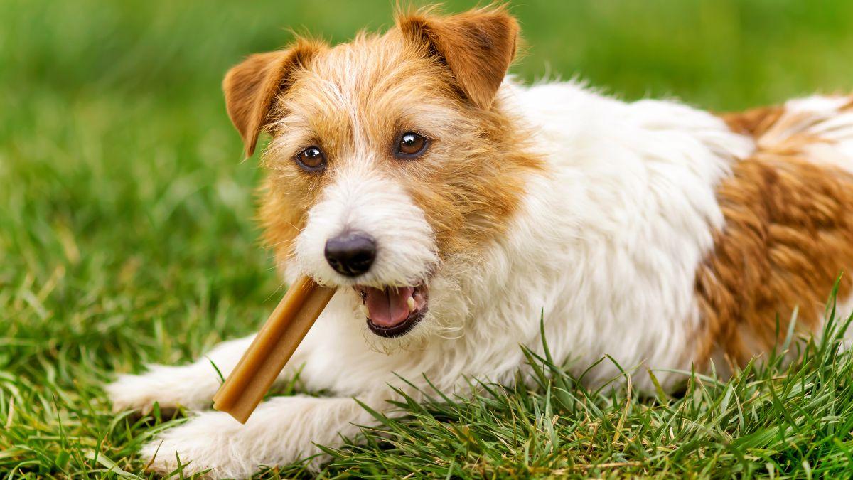 Claudia Reyes, veterinaria: “Los snacks dentales para perros tienen más cereales que beneficios, prefiero los snacks naturales deshidratados”
