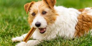Claudia Reyes, veterinaria: “Los snacks dentales para perros tienen más cereales que beneficios, prefiero los snacks naturales deshidratados”