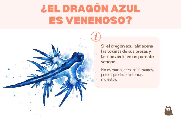 ¿El dragón azul es venenoso?