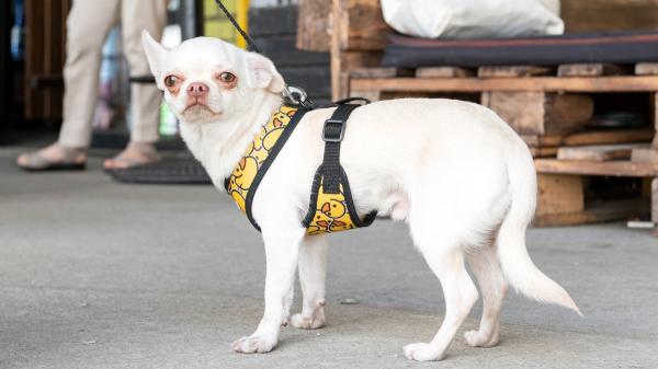 Claudia Reyes, veterinaria: “Los snacks dentales para perros tienen más cereales que beneficios, prefiero los snacks naturales deshidratados” - La veterinaria también desaconseja los arneses tipo Julius por cómo afectan al movimiento del perro