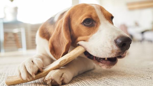 Claudia Reyes, veterinaria: “Los snacks dentales para perros tienen más cereales que beneficios, prefiero los snacks naturales deshidratados” - Los snacks dentales no sustituyen al cepillado y pueden aportar menos de lo esperado