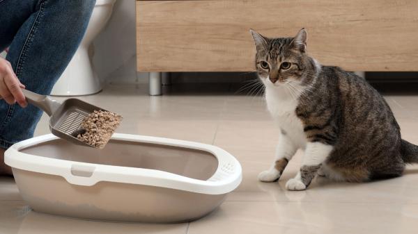 Los veterinarios lo aclaran: ni una vez a la semana ni cuando huele mal, el arenero del gato se limpia todos los días - El paso a paso para hacer una limpieza en profundidad del arenero, según los veterinarios