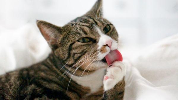 Los “químicos eternos” aparecen en casi todos los perros y gatos analizados en un estudio: el 99 % tenía una de estas sustancias - Las PFAS también están presentes en la sangre de perros y gatos