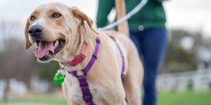 Los “químicos eternos” aparecen en casi todos los perros y gatos analizados en un estudio: el 99 % tenía una de estas sustancias