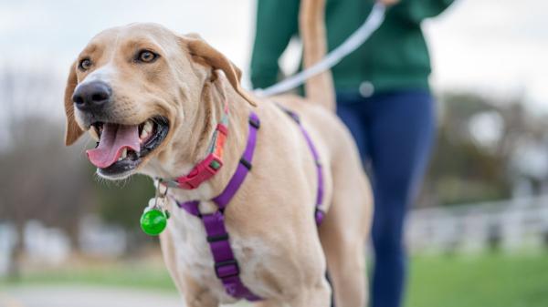 Los “químicos eternos” aparecen en casi todos los perros y gatos analizados en un estudio: el 99 % tenía una de estas sustancias