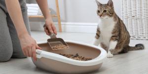 Los veterinarios lo aclaran: ni una vez a la semana ni cuando huele mal, el arenero del gato se limpia todos los días