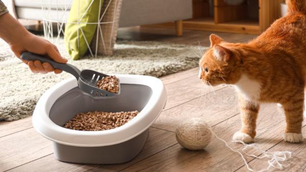 Los veterinarios lo aclaran: ni una vez a la semana ni cuando huele mal, el arenero del gato se limpia todos los días - No todas las arenas duran los mismo: cuándo conviene cambiarlas según el tipo que elijas