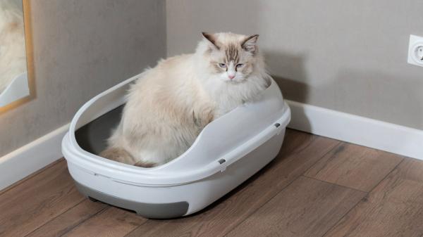 Los veterinarios lo aclaran: ni una vez a la semana ni cuando huele mal, el arenero del gato se limpia todos los días - Qué productos recomiendan los veterinarios para limpiar el arenero del gato