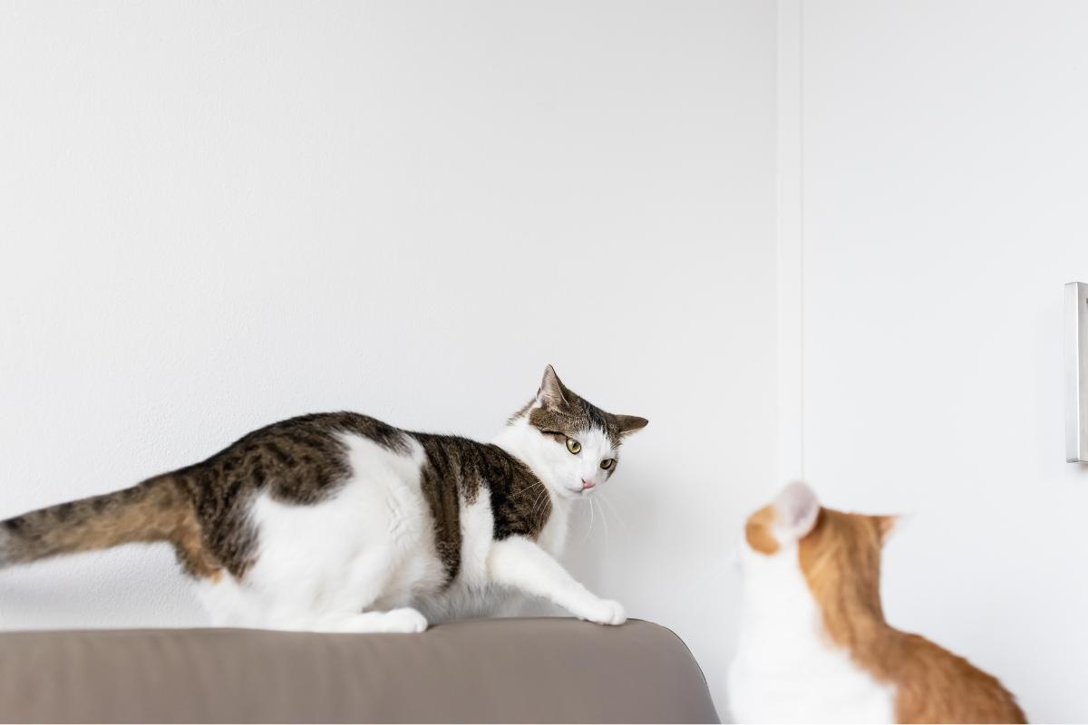 He esterilizado a mi gata y ahora mi gato le bufa, ¿por qué?