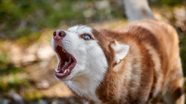 Andrea Muñiz, educadora canina: “Detrás de un perro que ladra a otros perros o personas hay un sistema nervioso desbordado” - No es solo un ladrido: “Detrás de cada estallido hay una emoción que pide ser atendida”