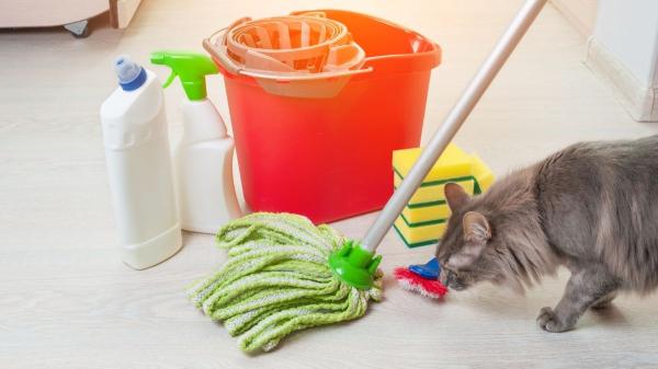 Trucos para que tu casa nunca huela a gato: guía práctica y efectiva - Truco 2: Adiós a las manchas de orina o vómito con este método fácil