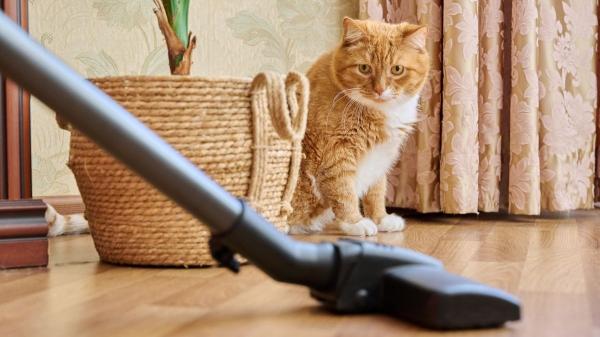 Trucos para que tu casa nunca huela a gato: guía práctica y efectiva - Truco 3: Ambiente siempre fresco