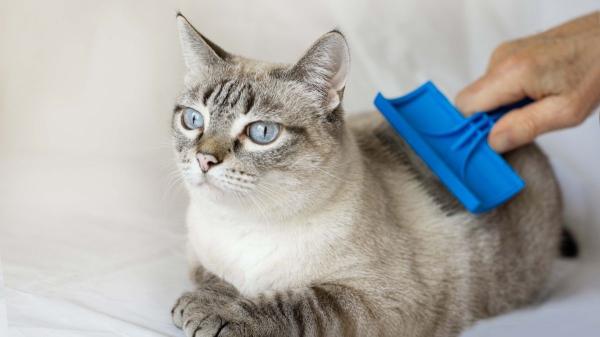 Trucos para que tu casa nunca huela a gato: guía práctica y efectiva - Truco 5: Gato siempre limpio, casa sin olor