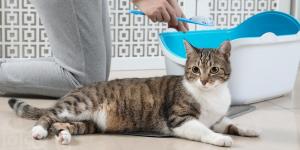 Trucos para que tu casa nunca huela a gato: guía práctica y efectiva